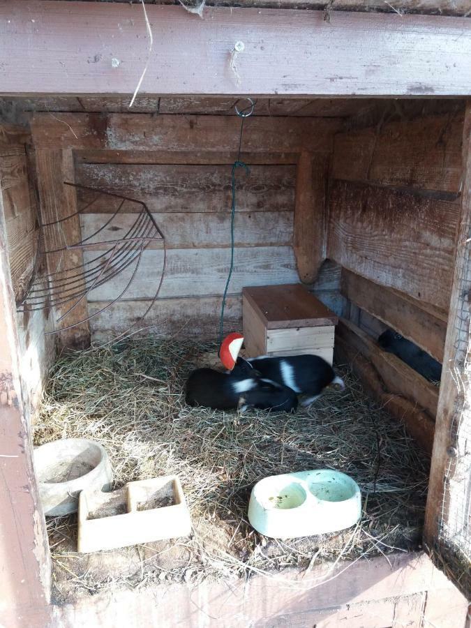 Apartman Dvorecna Loučovice Zewnętrze zdjęcie